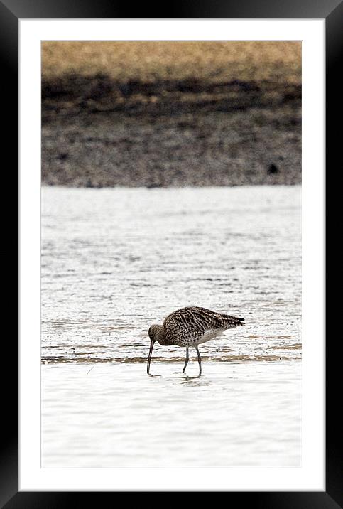 Curlew Framed Mounted Print by Tony Bates