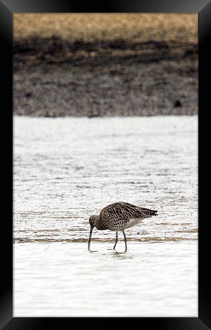 Curlew Framed Print by Tony Bates