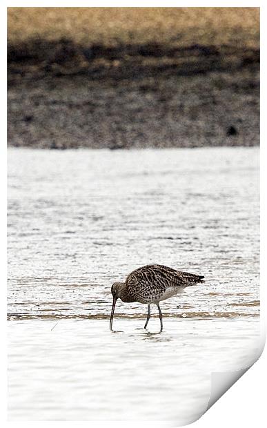 Curlew Print by Tony Bates
