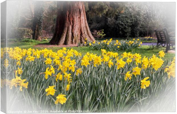 Daffodils and a Park Bench Canvas Print by Jim Key