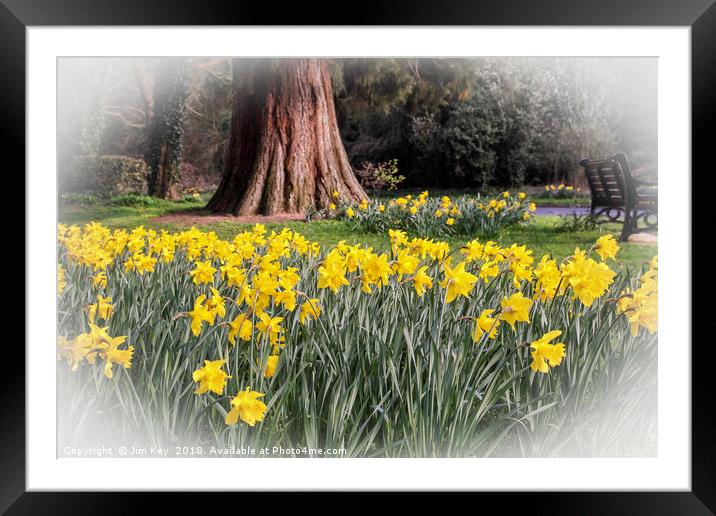 Daffodils and a Park Bench Framed Mounted Print by Jim Key