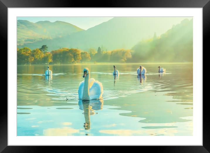 Swan Lake Framed Mounted Print by Gary chadbond