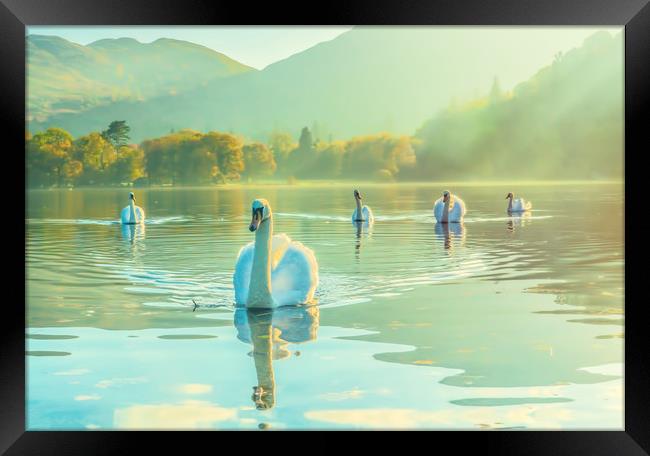 Swan Lake Framed Print by Gary chadbond