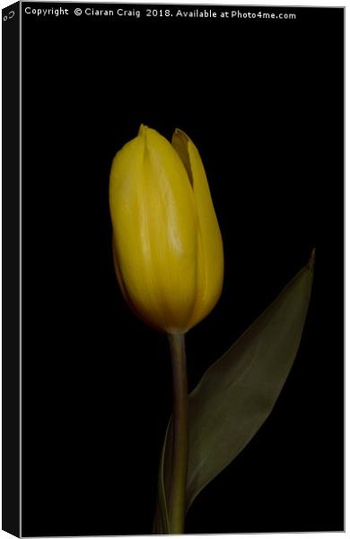 Yellow  Tulip Canvas Print by Ciaran Craig