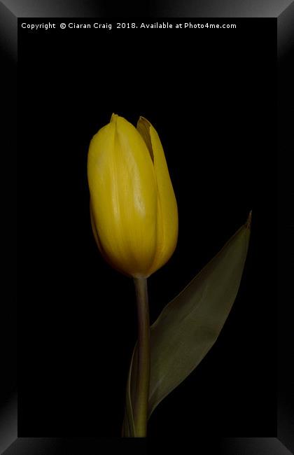 Yellow  Tulip Framed Print by Ciaran Craig