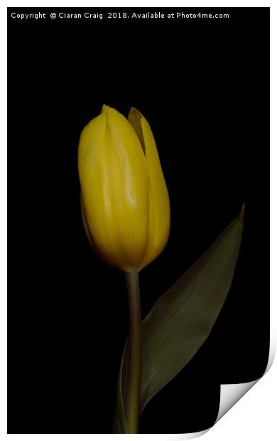 Yellow  Tulip Print by Ciaran Craig