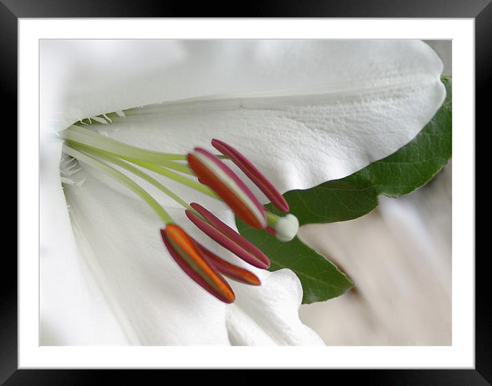 White Lily on Silk Framed Mounted Print by Jacqi Elmslie