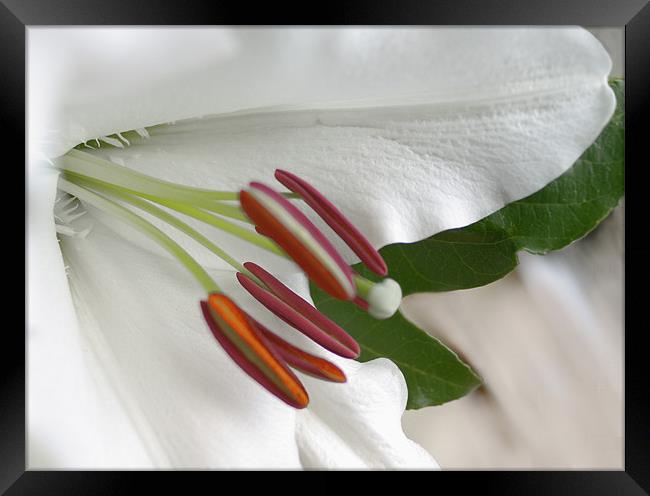 White Lily on Silk Framed Print by Jacqi Elmslie