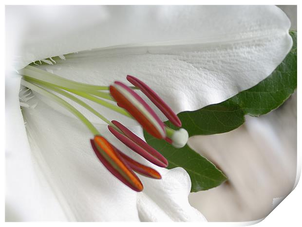 White Lily on Silk Print by Jacqi Elmslie
