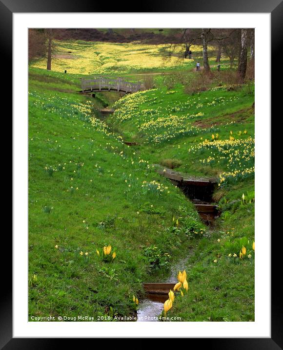 daffodil valley  Framed Mounted Print by Doug McRae