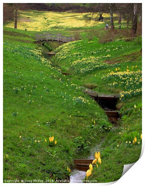 daffodil valley  Print by Doug McRae