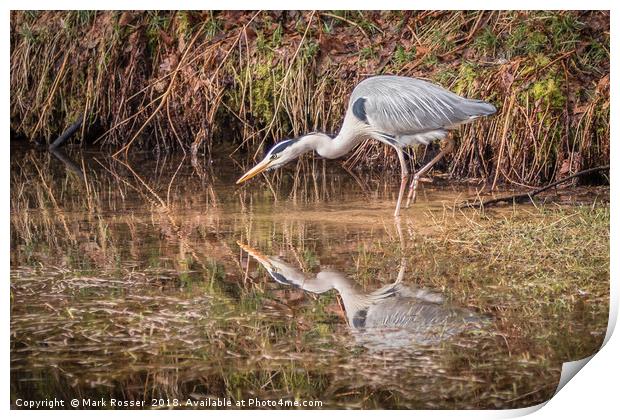 Poised Print by Mark S Rosser