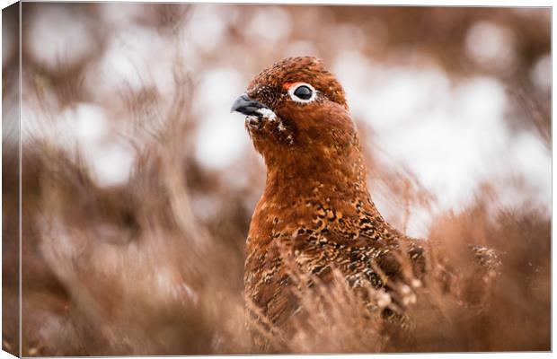 Red Grouse Canvas Print by Mark S Rosser