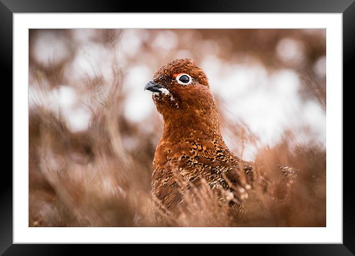 Red Grouse Framed Mounted Print by Mark S Rosser