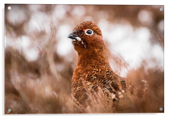 Red Grouse Acrylic by Mark S Rosser