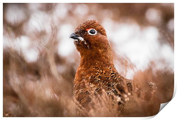 Red Grouse Print by Mark S Rosser