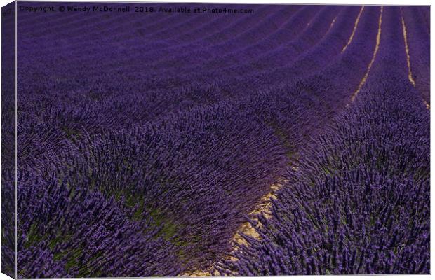 Lavender fields in Provence, France  Canvas Print by Wendy McDonnell