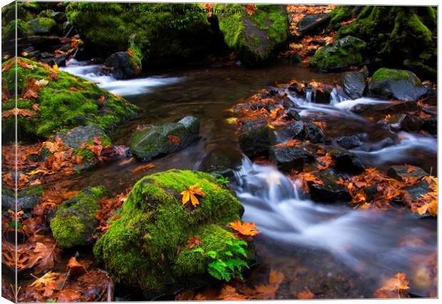 Green and Gold Canvas Print by Mike Dawson