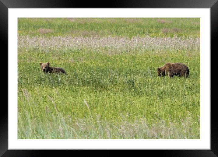 Young Brown Bear Cubs Framed Mounted Print by Belinda Greb