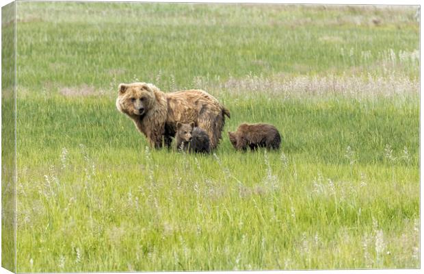 Mother Brown Bear With Her Two Cubs, No. 1 Canvas Print by Belinda Greb