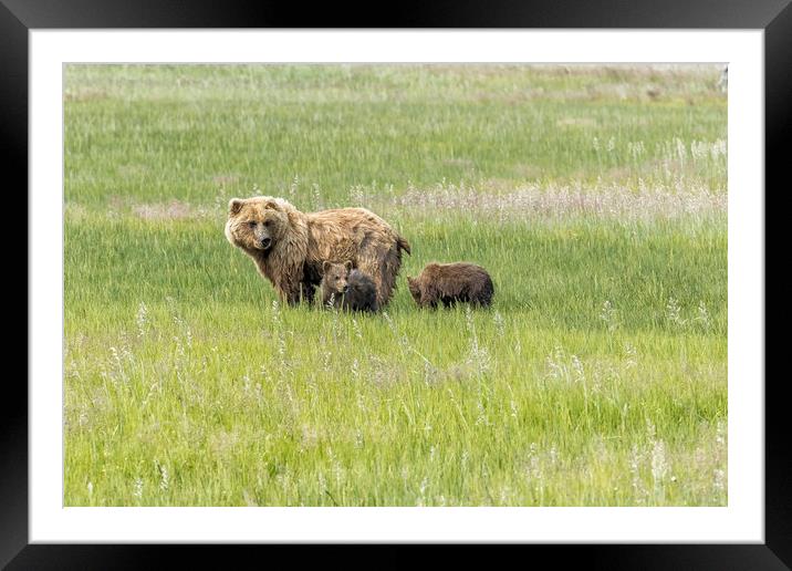 Mother Brown Bear With Her Two Cubs, No. 1 Framed Mounted Print by Belinda Greb