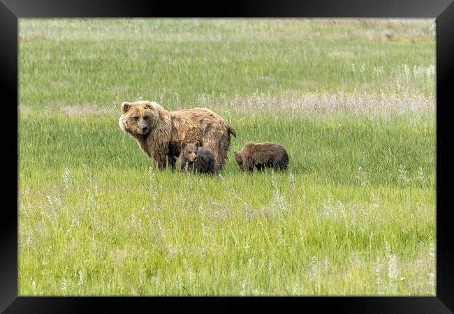Mother Brown Bear With Her Two Cubs, No. 1 Framed Print by Belinda Greb
