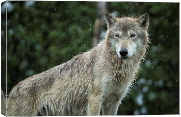 Tundra Wolf in the Rain Canvas Print by Belinda Greb