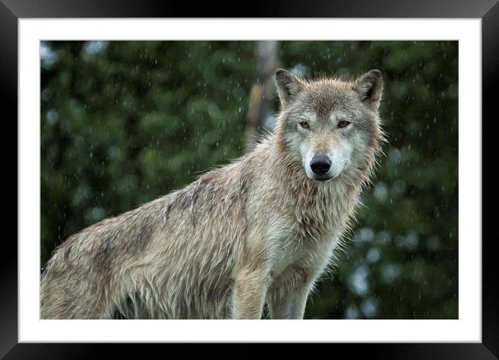 Tundra Wolf in the Rain Framed Mounted Print by Belinda Greb