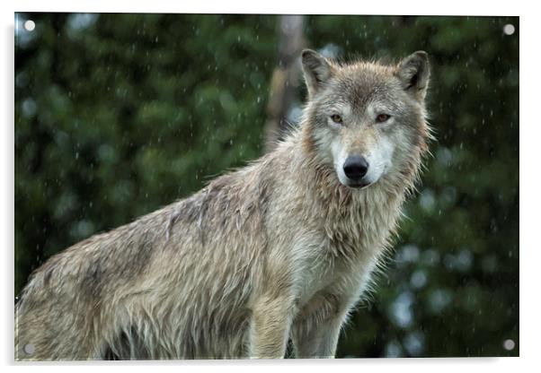 Tundra Wolf in the Rain Acrylic by Belinda Greb