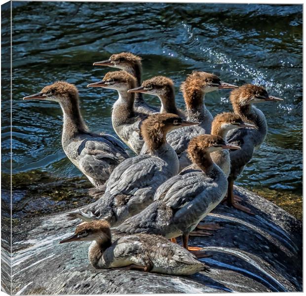 A Bouquet of Mergansers Canvas Print by Belinda Greb