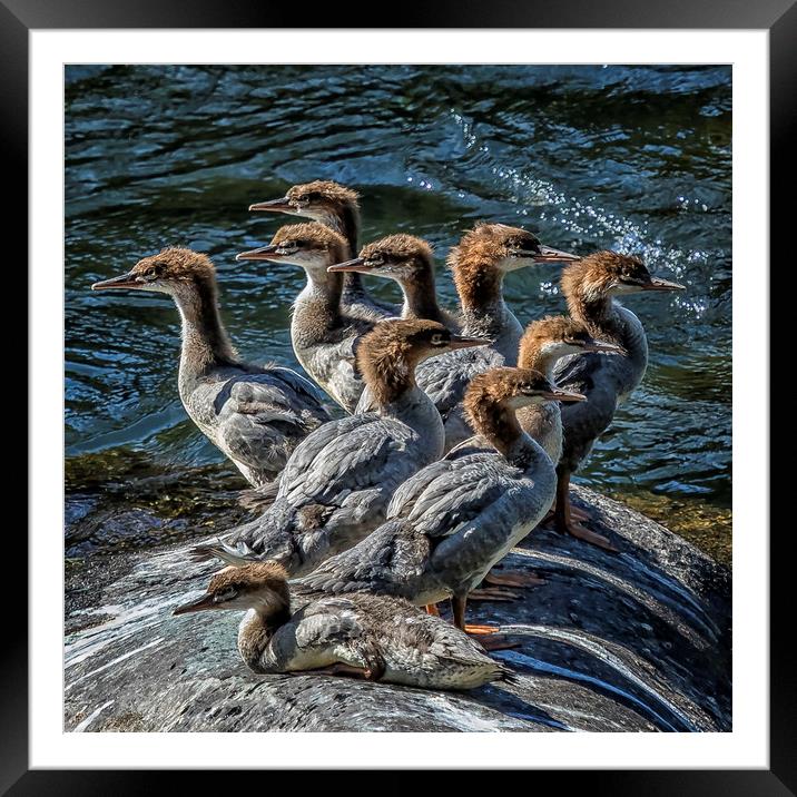 A Bouquet of Mergansers Framed Mounted Print by Belinda Greb