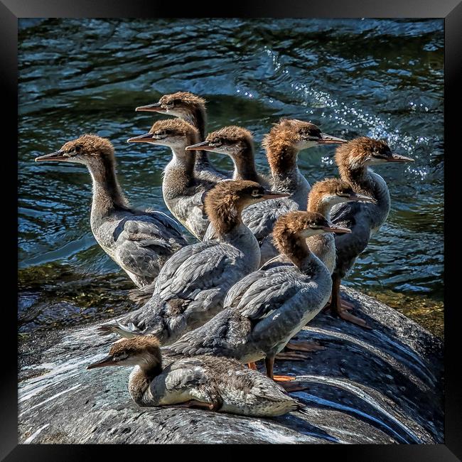 A Bouquet of Mergansers Framed Print by Belinda Greb