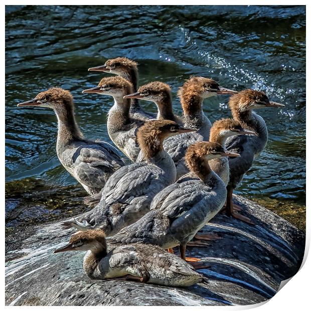 A Bouquet of Mergansers Print by Belinda Greb