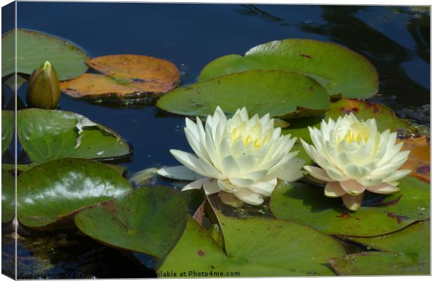 Water Lilies Canvas Print by Karen Spence