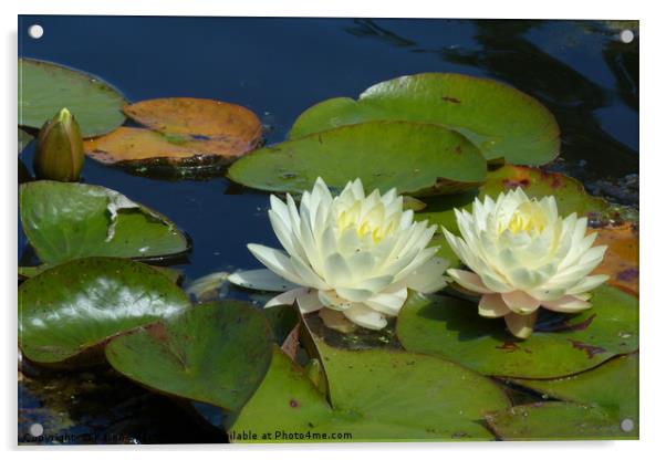 Water Lilies Acrylic by Karen Spence