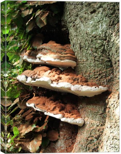 Woodland Fungi Canvas Print by Kate Small