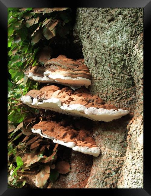 Woodland Fungi Framed Print by Kate Small