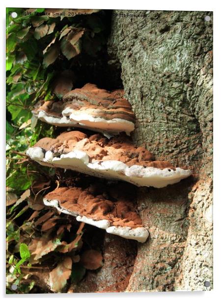 Woodland Fungi Acrylic by Kate Small