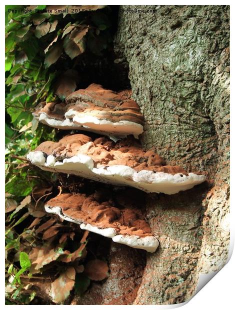 Woodland Fungi Print by Kate Small