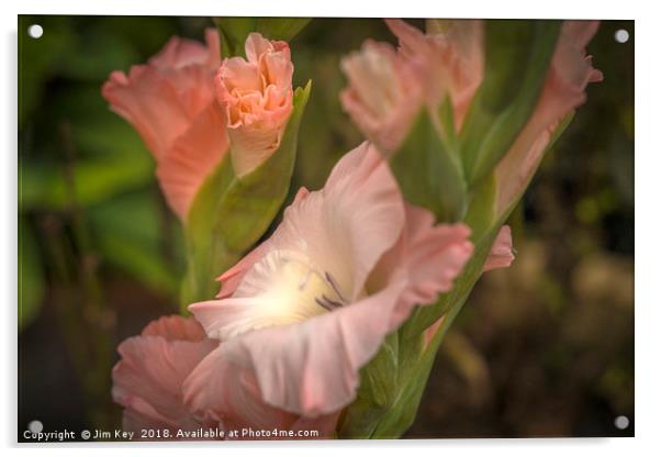 Gladioli Flower Acrylic by Jim Key