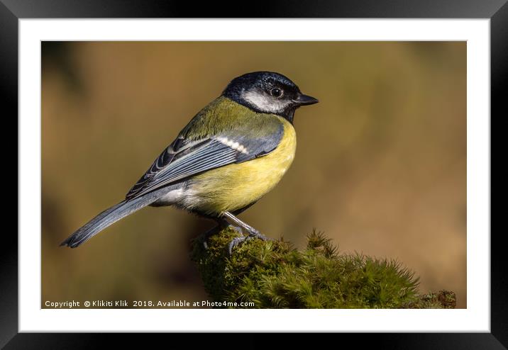 Great Tit Framed Mounted Print by Angela H