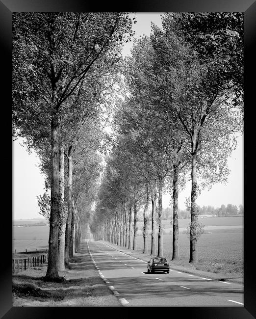 Tree Lined Road France  Framed Print by Philip Enticknap