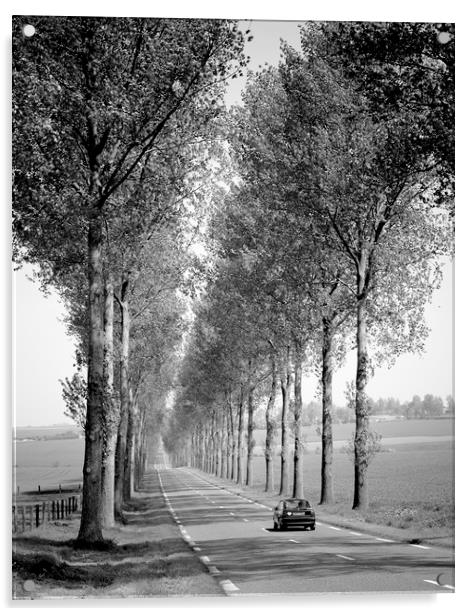 Tree Lined Road France  Acrylic by Philip Enticknap