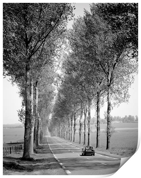 Tree Lined Road France  Print by Philip Enticknap