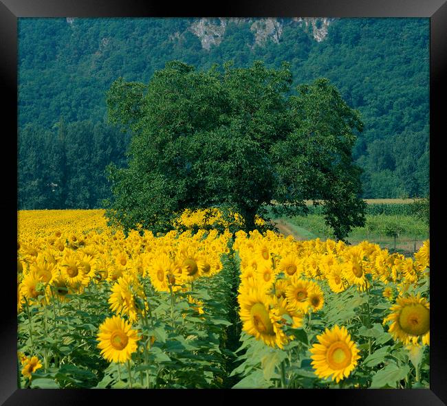 Sunflowers and Tree Dordogne France.  Framed Print by Philip Enticknap