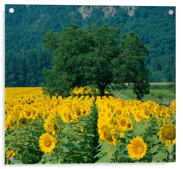 Sunflowers and Tree Dordogne France.  Acrylic by Philip Enticknap