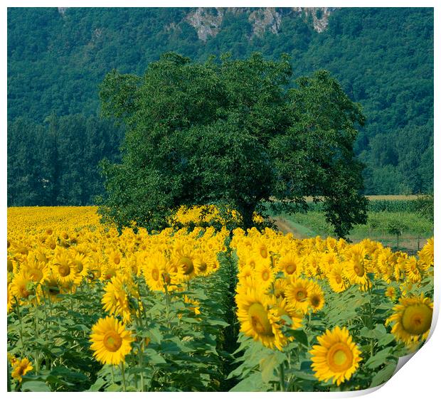 Sunflowers and Tree Dordogne France.  Print by Philip Enticknap