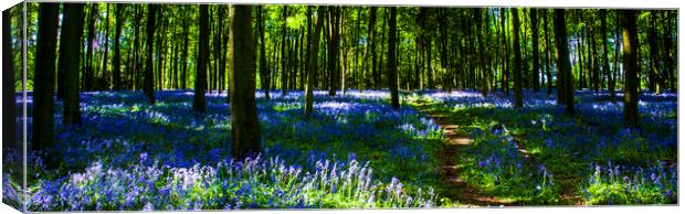Bluebell Wood Micheldever , Hampshire .England  Canvas Print by Philip Enticknap