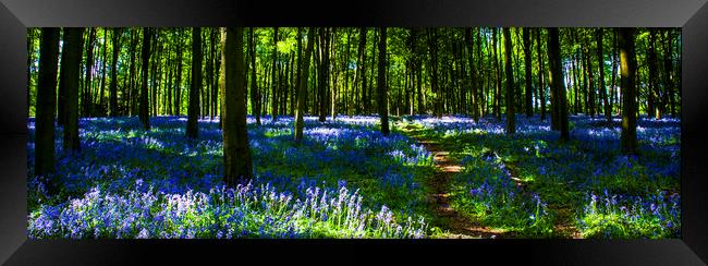 Bluebell Wood Micheldever , Hampshire .England  Framed Print by Philip Enticknap