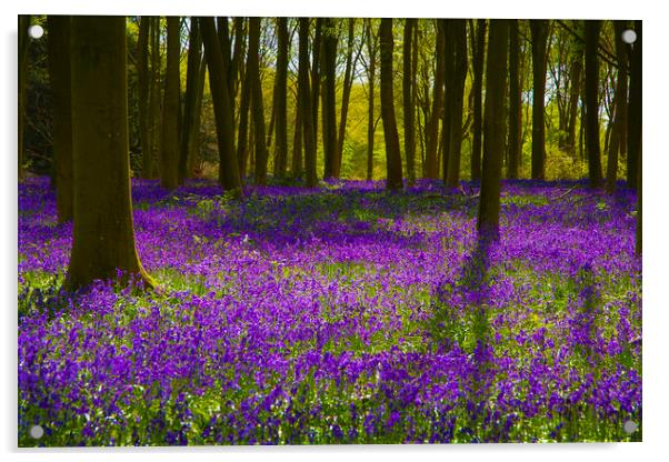 Bluebell Wood Micheldever , Hampshire .England  Acrylic by Philip Enticknap